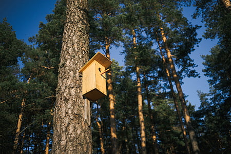 hnedá, drevené, Birdhouse, strom, kufor, vystaviť, Slnečné svetlo