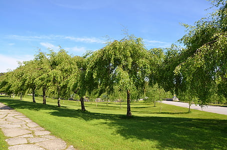 koks, Naturschutz, fiziska, zaļa, parks, ainava, Leaf