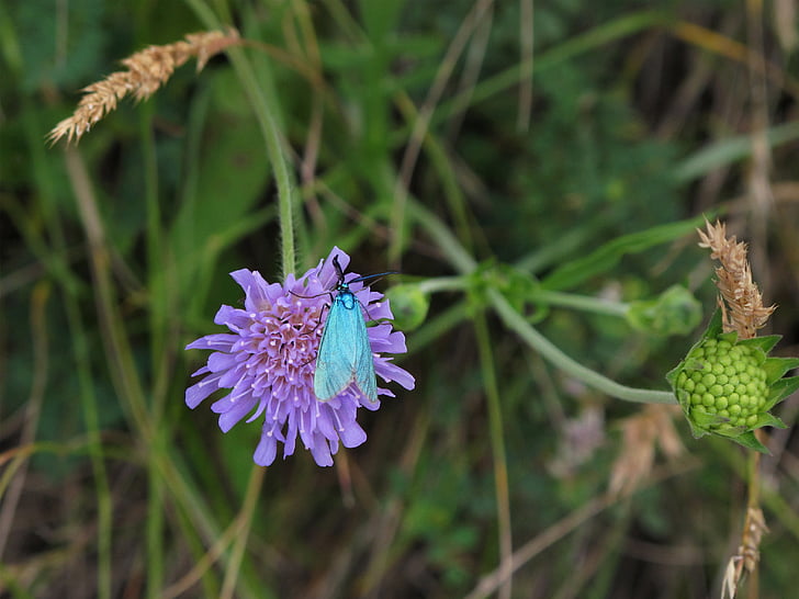 borboleta, azul, turquesa, forragem, flor, adscita statices, Dipsacaceae