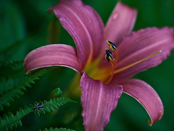 Lily, blomst, blomstrende, anlegget, Løft, kronblad, pollenbærere