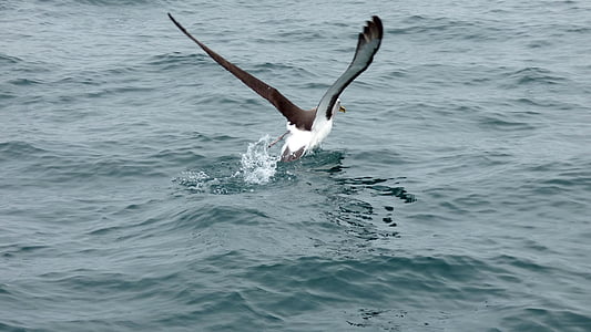 albatross, running, new zealand, bird, seabird