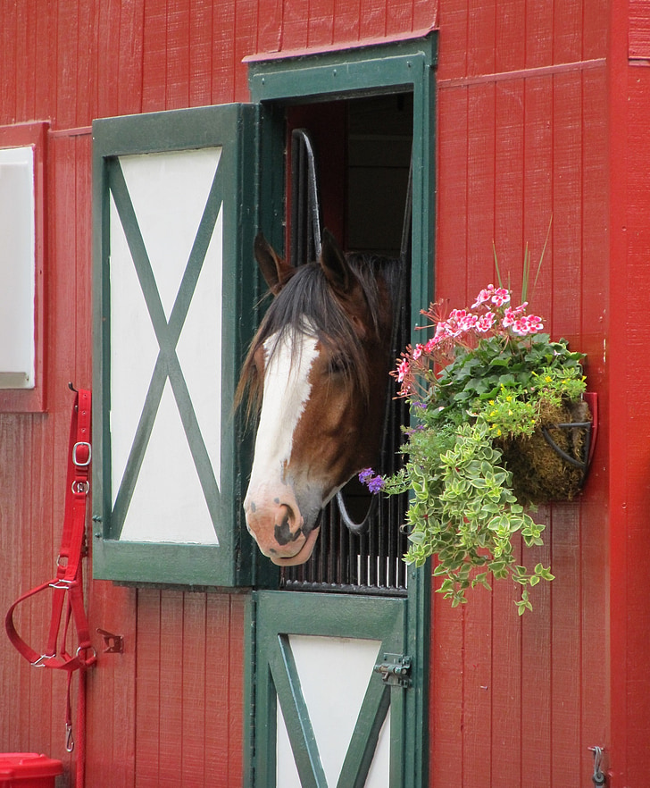 Clydesdale, häst, huvud, stall, Mane, hästdjur, porträtt