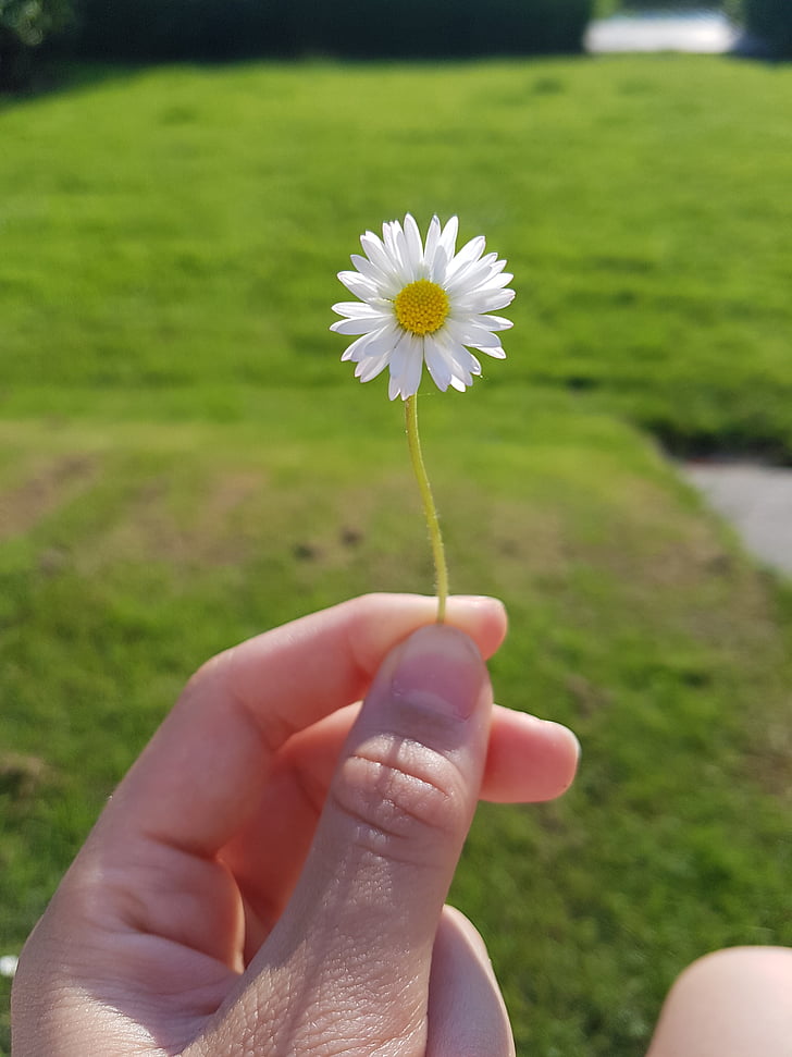 blomst, natur, Daisy