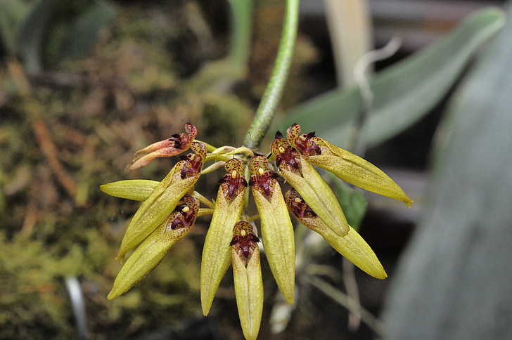 orchidej, květ, Bulbophyllum, závod, kvetoucí, Příroda, makro