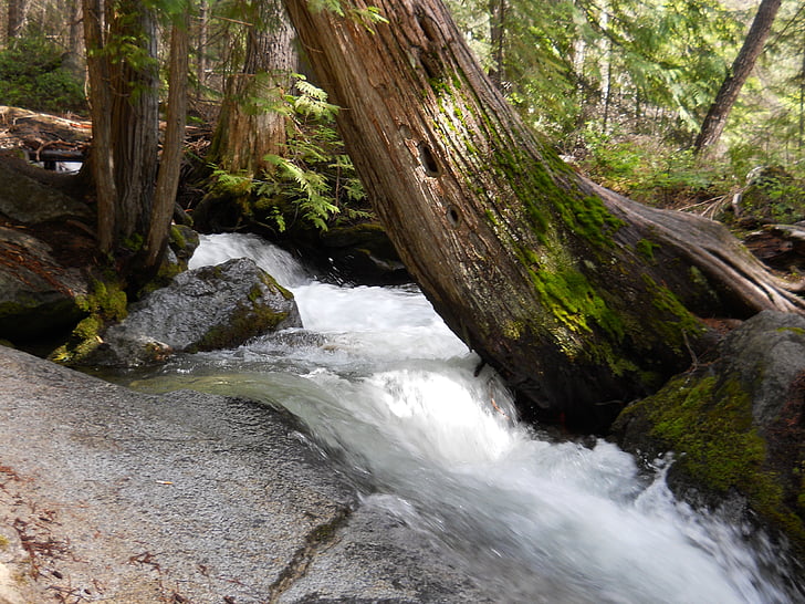 folyó, víz, fa, erdőben, természet, Silver falls, Washington
