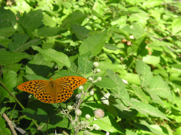 Motýli, Příroda, destinaci Alcalá del Júcar