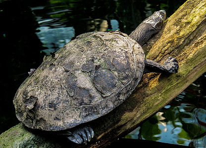 turtle, water, panzer, tortoise shell, log