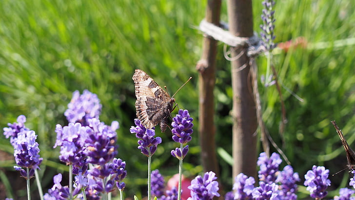butterfly, lavender, insect, purple flower, flower, nature, plant