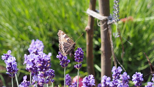 Schmetterling, Lavendel, Insekt, lila Blume, Blume, Natur, Anlage