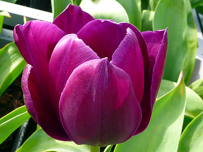 Hoa, Tulip, màu tím, Dillenburg