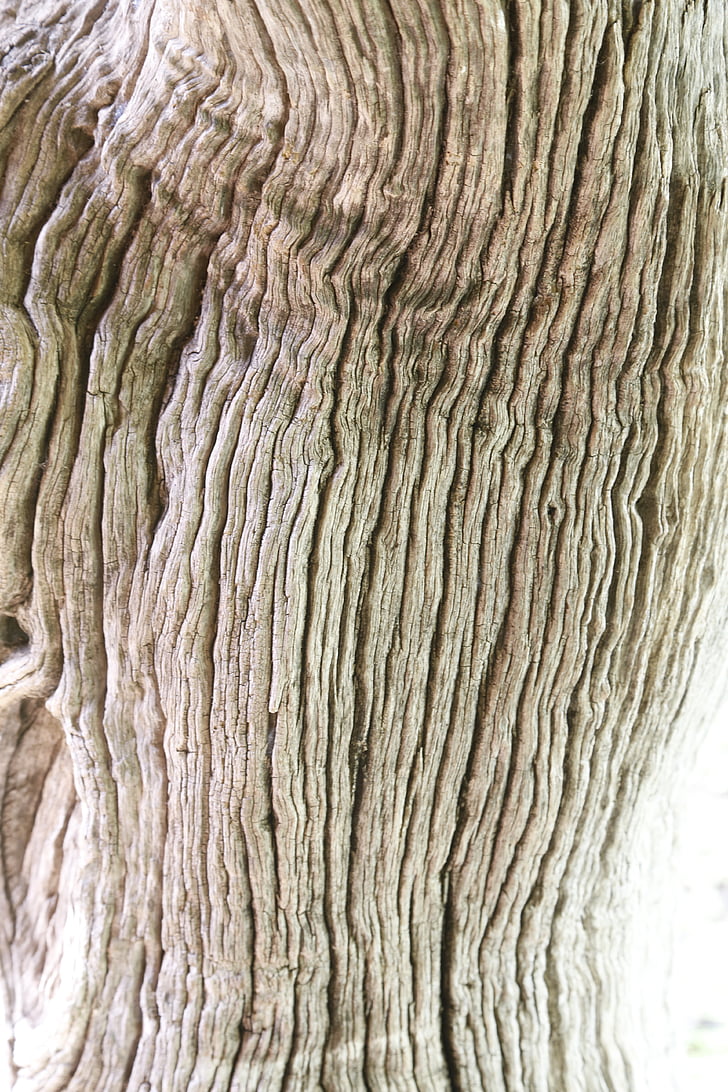 fusta, arbre, escorça, vell, natura, natural, fusta