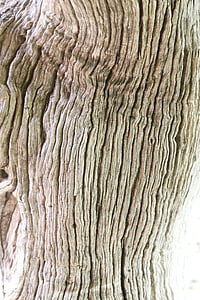 madeira, árvore, casca, velho, natureza, natural, de madeira