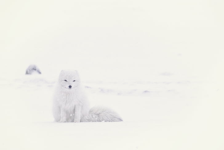 hvid, sne, Fox, hvalp, dyr, sne fox, vinter