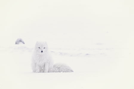 balta, sniego, lapė, šuniukas, gyvūnų, sniego lapė, žiemą