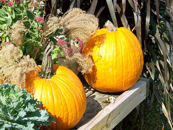 autunno, zucche, Halloween, zucca, caduta, pianta, decorazione