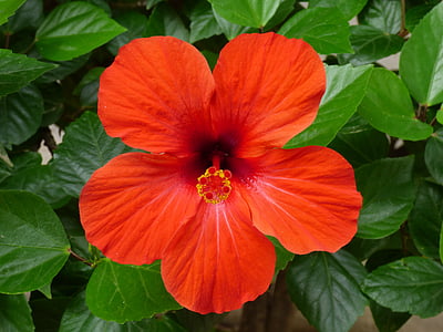 hibiscus, red, flower, tropical, bloom