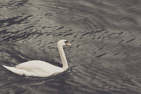 animal, bird, elegance, pond, sea, swan, tranquil