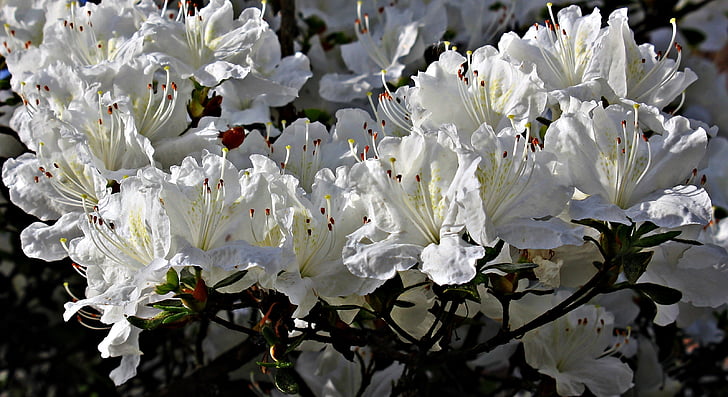 Rhododendron, ziedi, balta, baltu ziedu, Pavasaris, balta krāšņumu, aizveriet