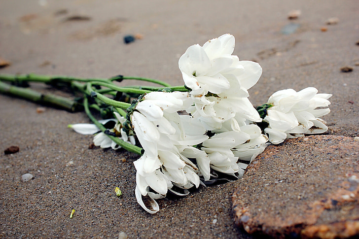 white flower, lonely, beach