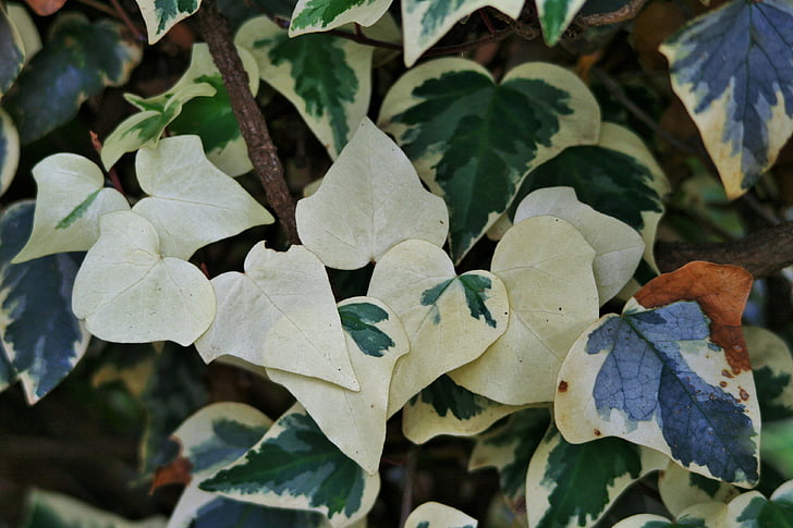 blanched ivy, ivy, leaves, green, white, blanched, creeper