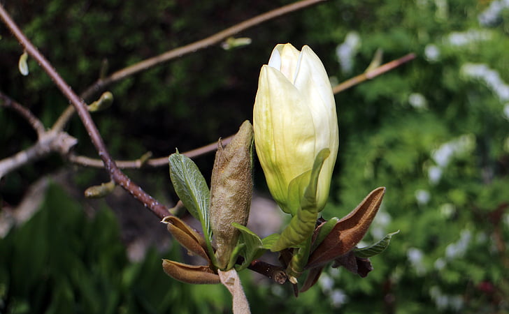 Bud, õis, Bloom, kevadel, puu, valge õis