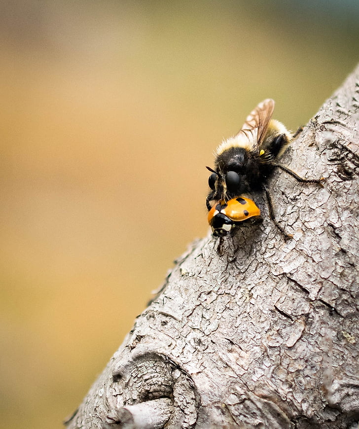 fly, nature, animal, insect, macro, tree trunk, animal themes