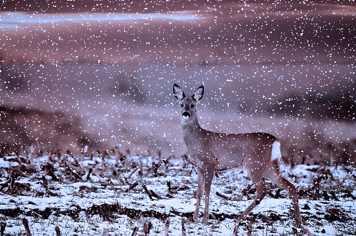 roe deer, wild, animal, damm wild, animal world, winter, snow