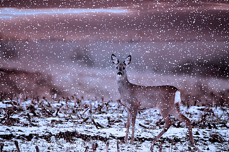 獐鹿, 野生, 动物, damm 野生, 动物世界, 冬天, 雪