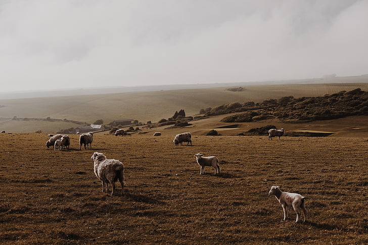 avių, ėriena, RAM, naminių gyvūnėlių, gyvūnų, bandos, žalia