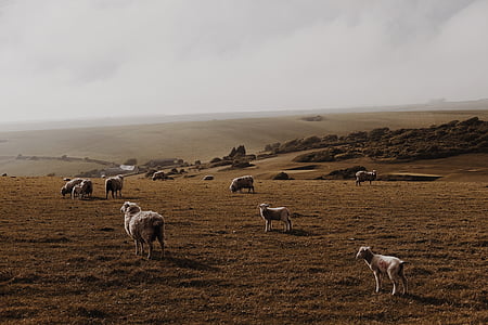 sheep, lamb, ram, pet, animal, herd, green
