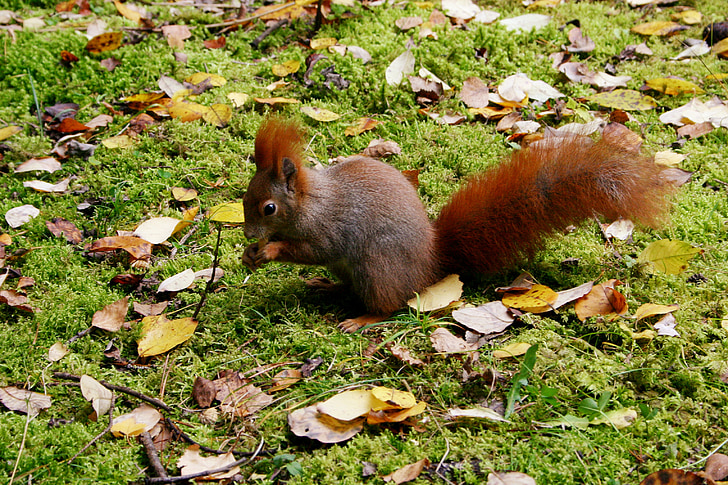 écureuil, animal, feuilles, Forest, automne, sauvage