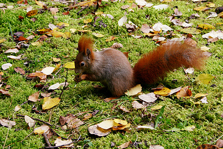 scoiattolo, animale, foglie, foresta, autunno, selvaggio