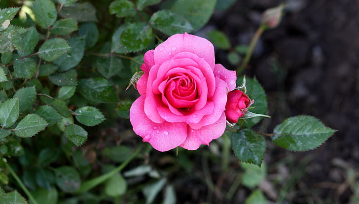 rose, pink, rain, drops, plant