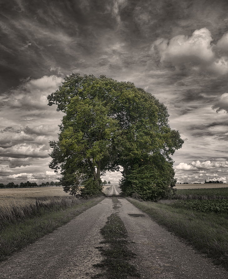 clouds, dirt road, fields, grass, nature, overcast, road