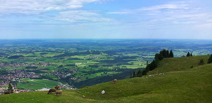 Prado alpino, Verão, vaca, suculento, Vale, vista do vale, férias