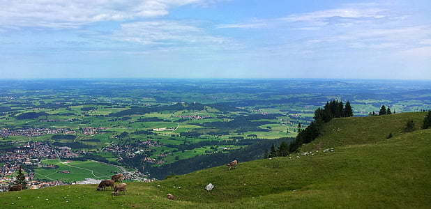 Alpina äng, sommar, Cow, saftiga, dalen, utsikt över dalen, Holiday