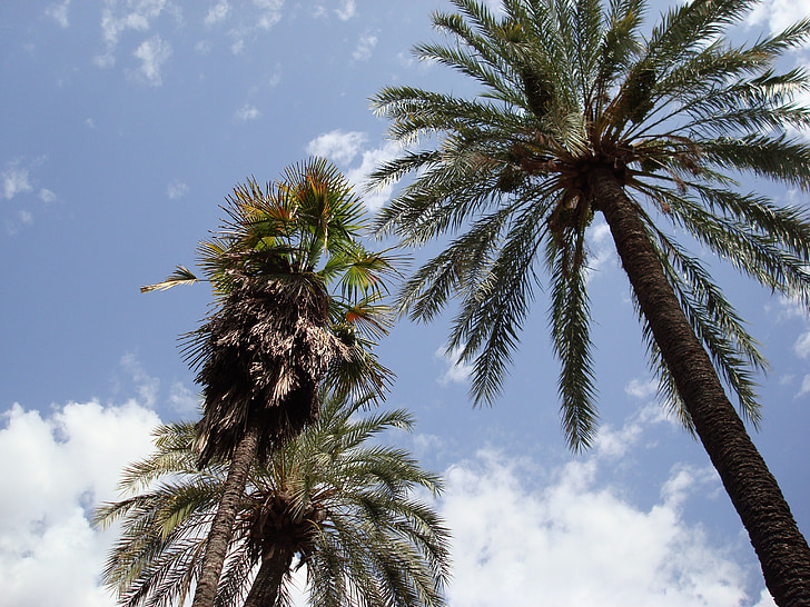 maisema, Palms, Luonto, taivas, puu