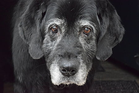 Hund, Alter Hund, schwarzer Hund, Labrador retriever, graue Schnauze, Senior, Kopf