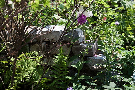 muro de pedra seco, natural, jardim, samambaias, textura