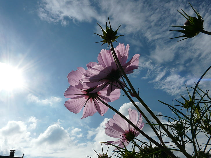 kukka, Blossom, Bloom, vaaleanpunainen, läpikuultava, taivas, pilvet