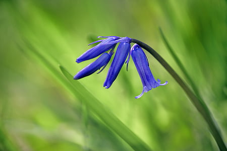wild flowers, bluebell wood, bluebell, flower, spring, flowering, spring flowers