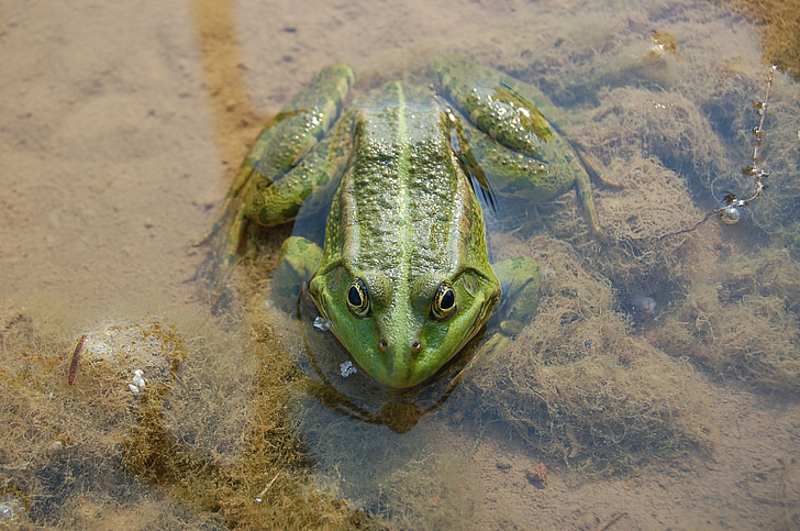 frog, water, nature, reptile, green, animal