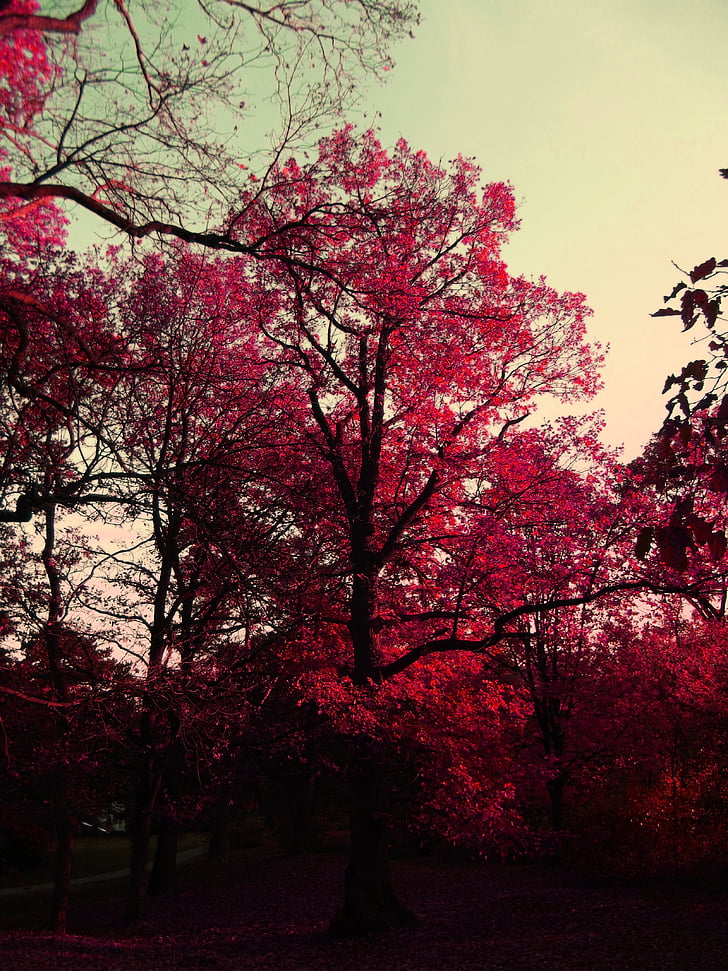 ősz, természet, táj, színek, növény, fa, rózsaszín