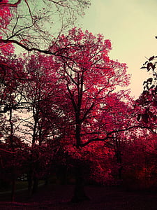 rudens, daba, ainava, krāsas, augu, koks, rozā