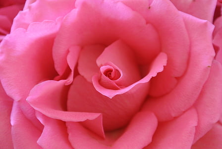 ökade, Rosa, blomma, rosblom