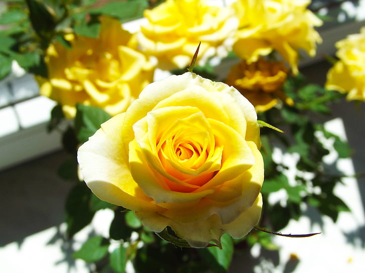 dzeltenas rozes, puķe, skaistumu, ziedēšanas, greizsirdība simbols, mīlu, detalizēti