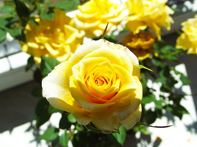 kollane roos, lill, Ilu, õitsemise, armukadedus sümbol, Armastus, detail