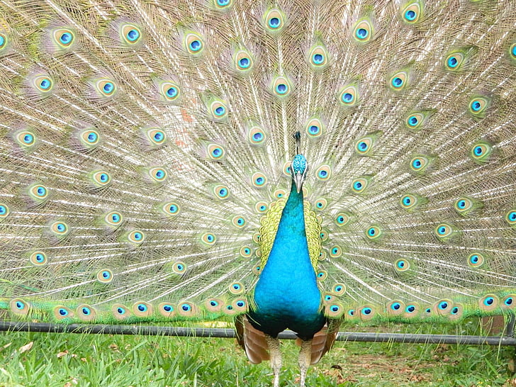 peacock, ave, zoo, animal, colorful, turkey, feathers