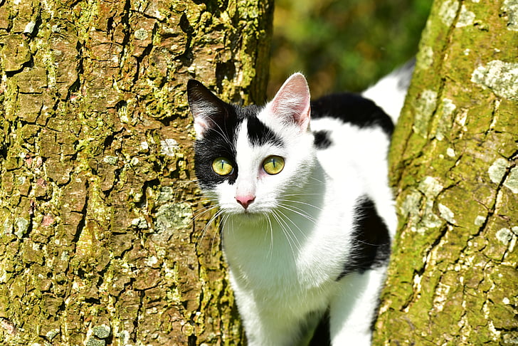 котка, дърво, млад котка, изкачване, коте, природата, домашен любимец
