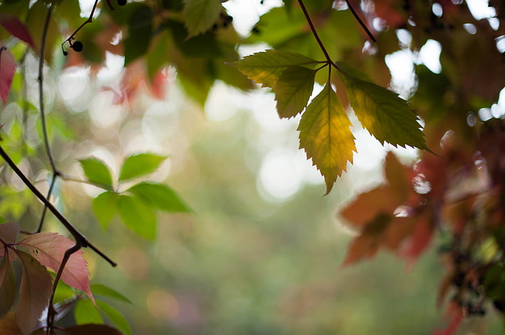 秋天, 自然, 森林, 叶, 树, 户外, 白天